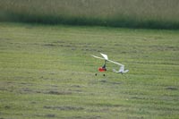 Bild "rotorshape_0017_t.jpg"